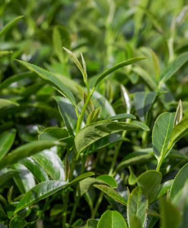 
                  
                    Tea Tree (BIO)
                  
                