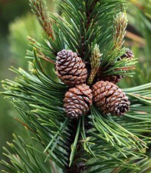 
                  
                    Mountain Pine (BIO)
                  
                