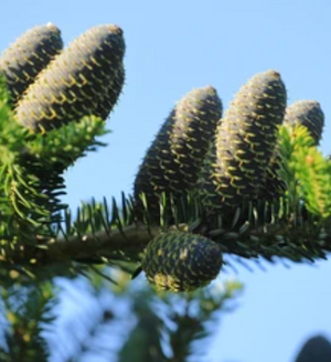 
                  
                    Silver fir
                  
                