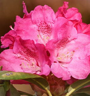 
                  
                    Rhododendron
                  
                