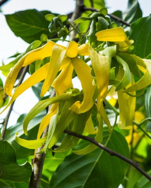 
                  
                    Ylang-ylang III
                  
                