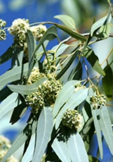 
                  
                    Eucalyptus Smithii (BIO) -sold out
                  
                