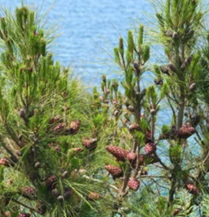 
                  
                    Maritime Pine (BIO)
                  
                