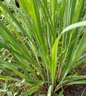 
                  
                    Citronella "Java" (BIO)
                  
                